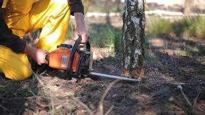 Best Root Management and Removal  in Roanoke, AL